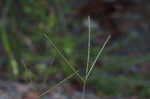 Smooth crabgrass